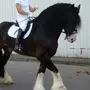 Лошадь владимирский тяжеловоз