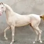 Изабелловая Лошадь