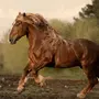 Лошадь Тяжеловоз