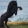 Лошадь На Дыбах