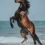 Лошадь на дыбах