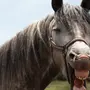 Морда лошади