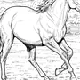 Лошадь Картинка Раскраска