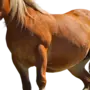 Лошадь Для Детей