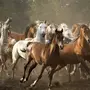 Табун Лошадей