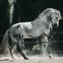 Белая лошадь в яблоко