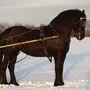 Сбруя для лошадей