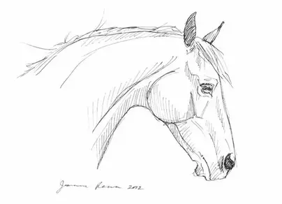 Голова лошади рисунок