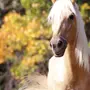 Лошади красивые картинки