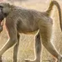 Бабуина самца