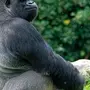Самая большая обезьяна в мире