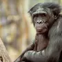 Шимпанзе Хвост