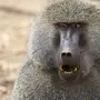 Бабуины