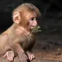 Самые красивые обезьяны в мире