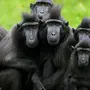 Много обезьян