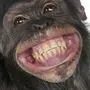 Картинка обезьяна показывает язык