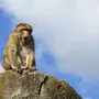 Картинки на тему про обезьянку