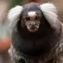 Игрунки обезьяны