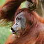 Орангутанг картинки