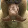 Самая страшная обезьяна фотка