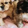 Фотки собаки пекинес
