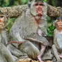 Скачать картинки смешных обезьянок