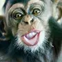 Скачать картинки смешных обезьянок