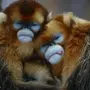 Две обезьяны в обнимку прикольные