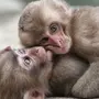 Красивые обезьяны