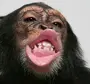 Губастые обезьяны