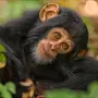 Фотки шимпанзе