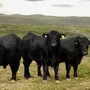Абердин быки