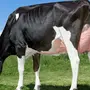 Голштинская порода коров