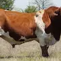 Монбельярдская Порода Коров