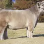 Плюшевая Корова