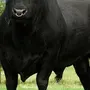 Ангус быки