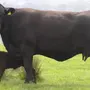 Ангус быки