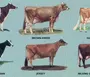 Мини коровы