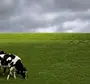 Корова в хорошем качестве