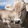 Категория Коровы