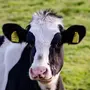 Корова картинка