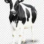 Картинка Корова На Белом Фоне