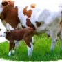 Картинка корова на белом фоне