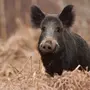 Дикая свинья