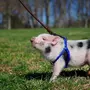 Пиги Свинки