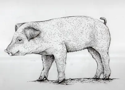 Морда свиньи рисунок