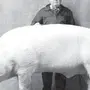 Большая свинья