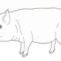 Свинья детский рисунок