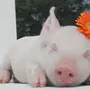 Смешные фотки свиней