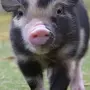Декоративная свинья